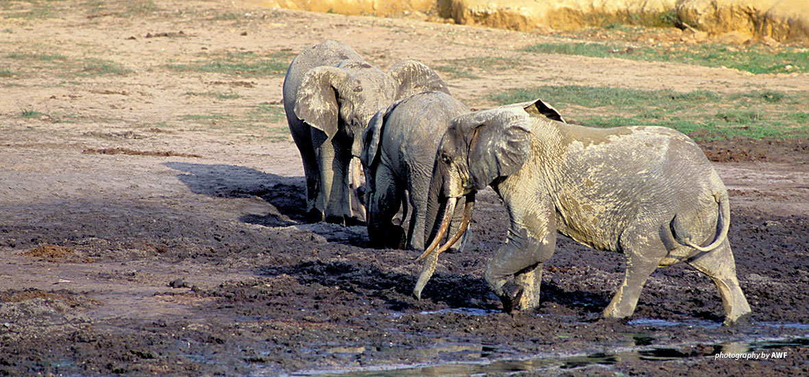 Photo of forest elephants