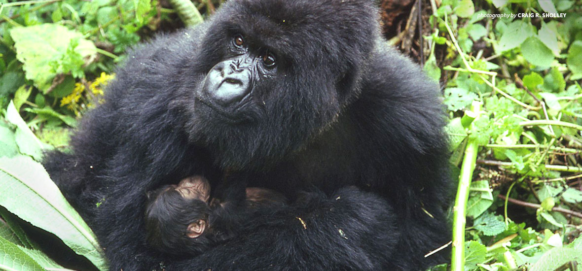 Photo of mountain gorilla adult and mountain gorilla baby