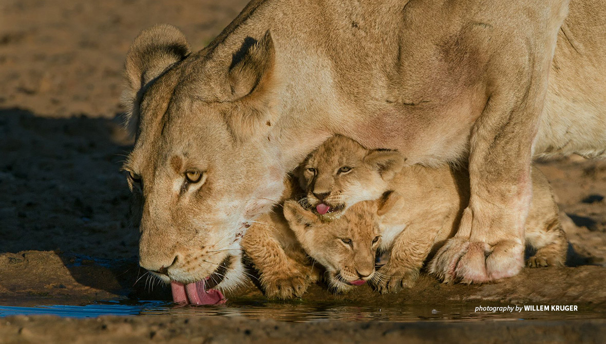 Close-up photo of lionness drinking water with two cubs