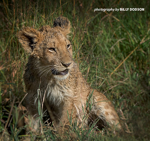 Photo of lion cub
