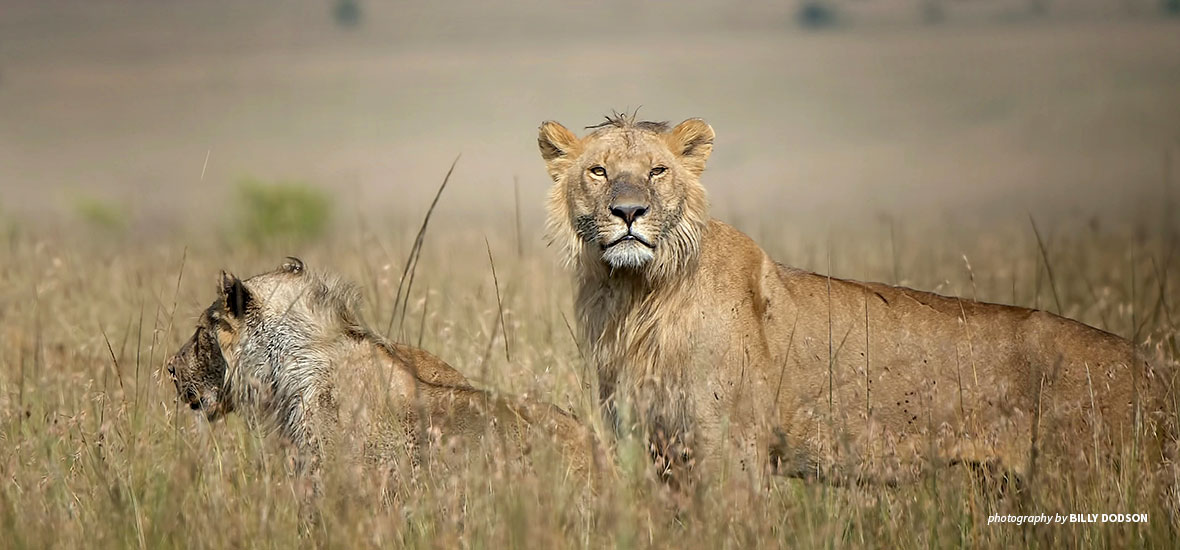 Photo of African lions in the wild