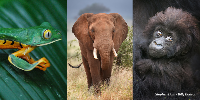 Photos of frog, elephant and baby gorilla