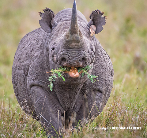 Photo of black rhino