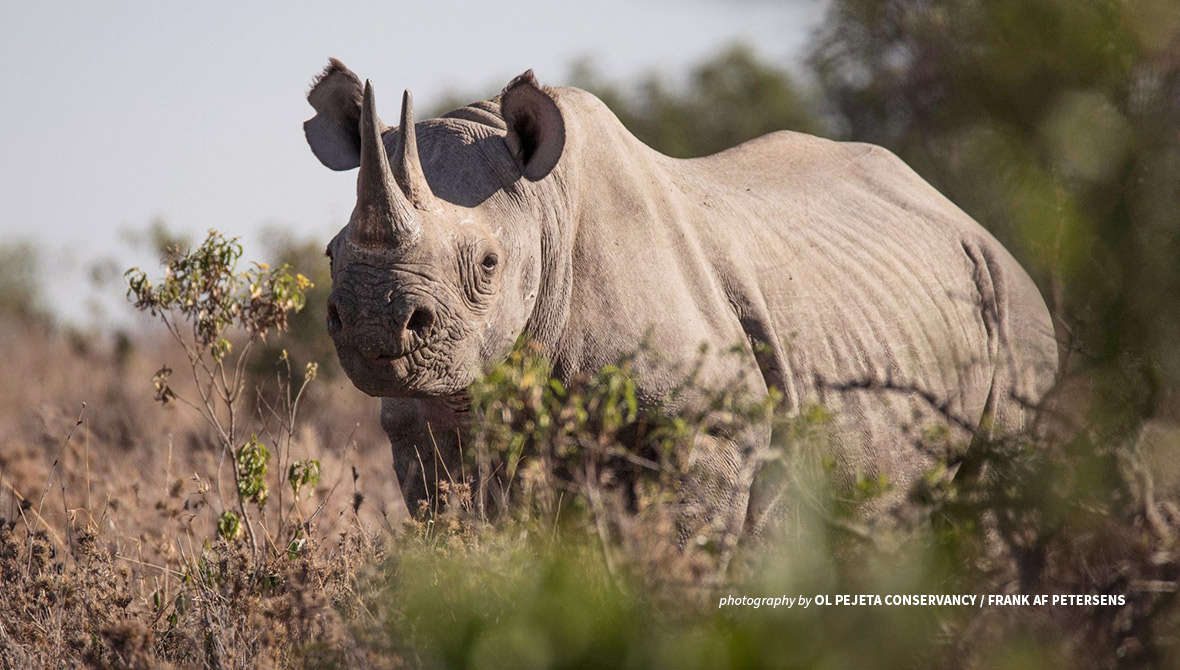 Photo of a black rhino in Kenya