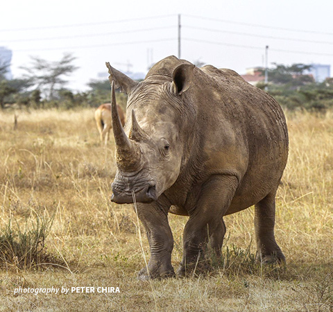 Photo of white rhino