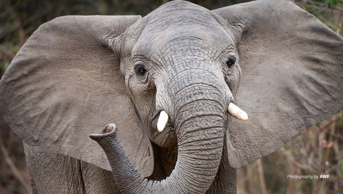 An African elephant