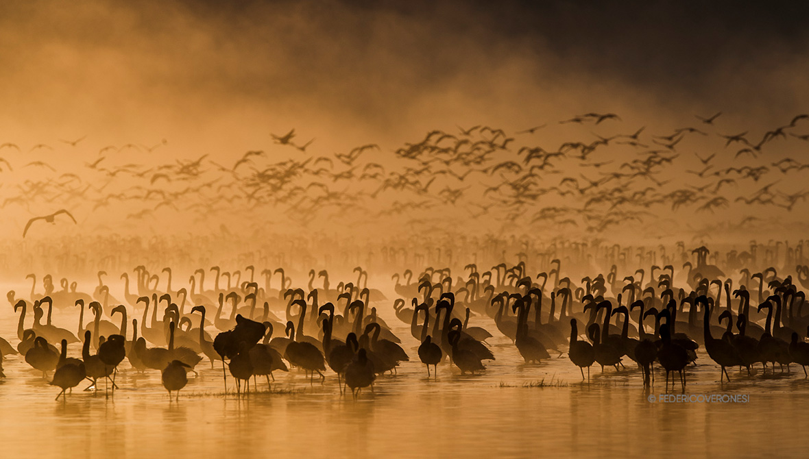 Photo of birds in water at sunset by Federico Veronesi