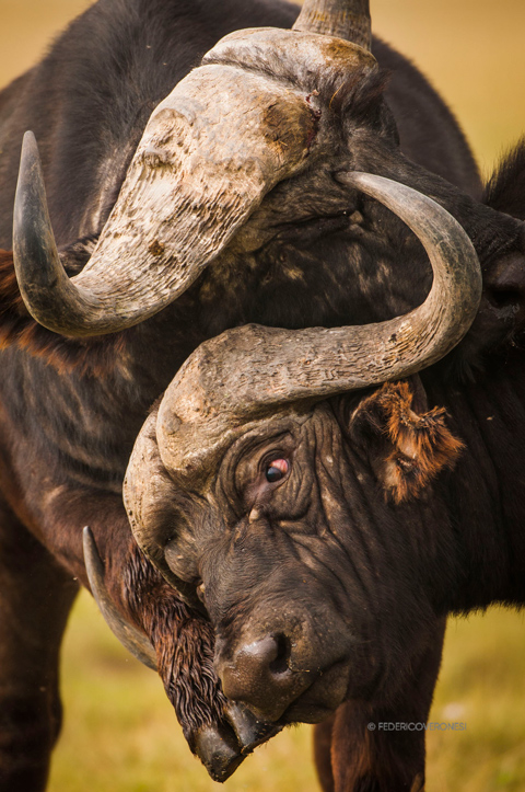 Close-up photo of two African buffalo fighting by Federico Veronesi