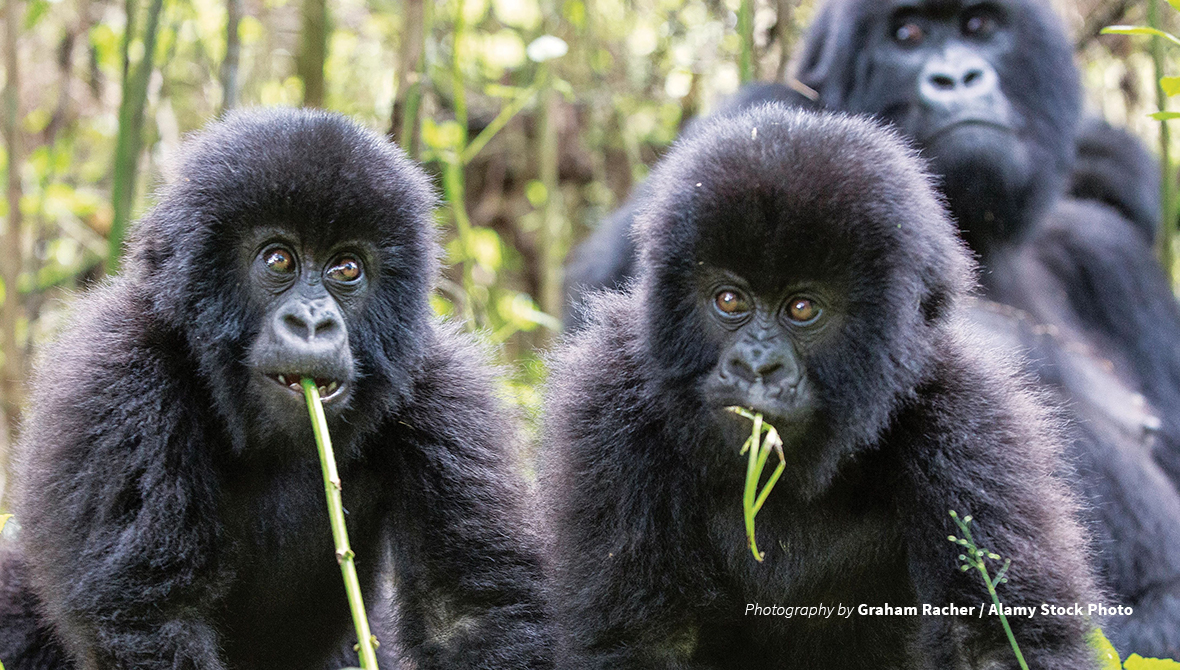 Mountain Gorillas, Volcanoes National Park, Rwanda