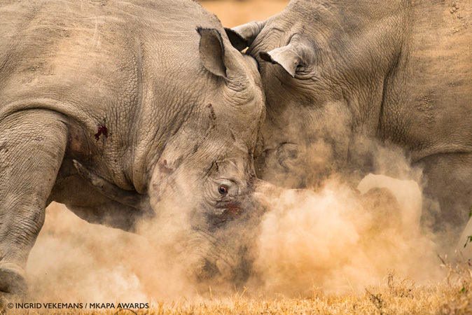 Mkapa Awards Ingrid Vekemans Winner Wildlife At Risk White Rhino Battle