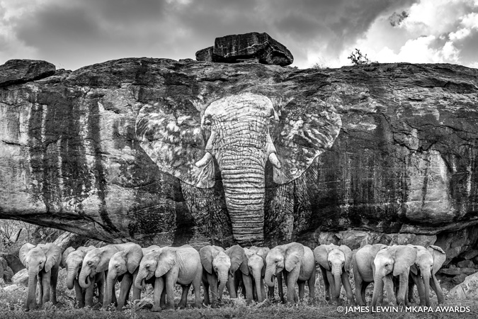 Mkapa Awards James Lewin Winner Coexistence Elephant Orphans