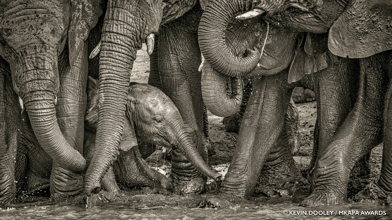 Mkapa Awards KevinDooley Winner Wildlife Portraits Elephants