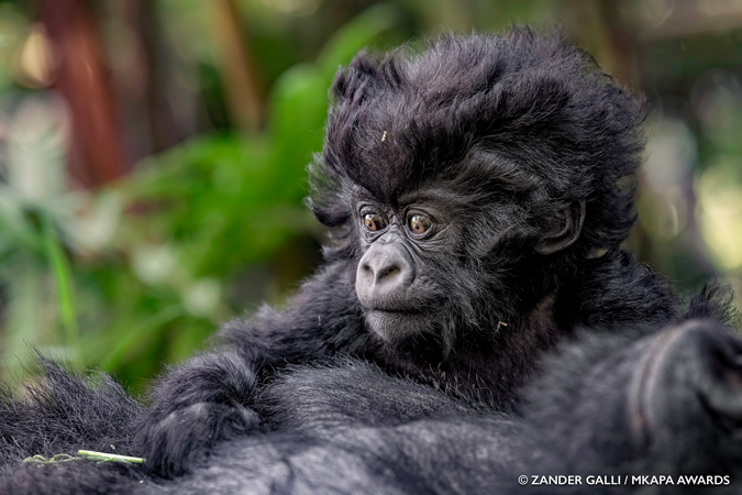 Mkapa Awards Zander Galli Winner Youth International Mountain Gorilla