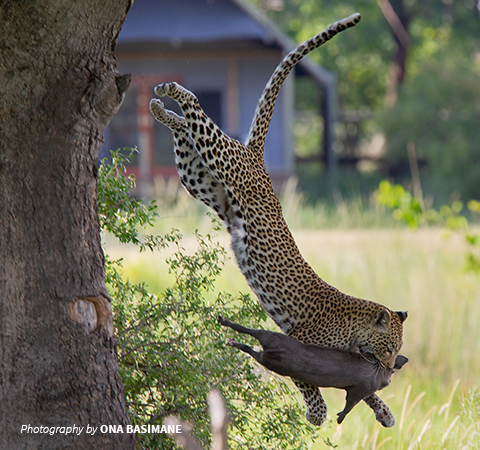 A leopard photographed by Ona Basimane