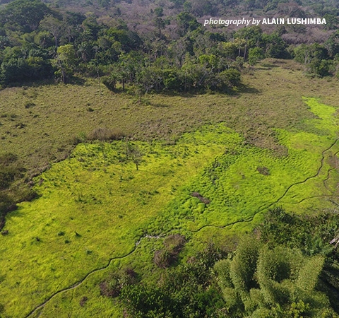 Aerial view of the Bili Uele forest landscape in DRC