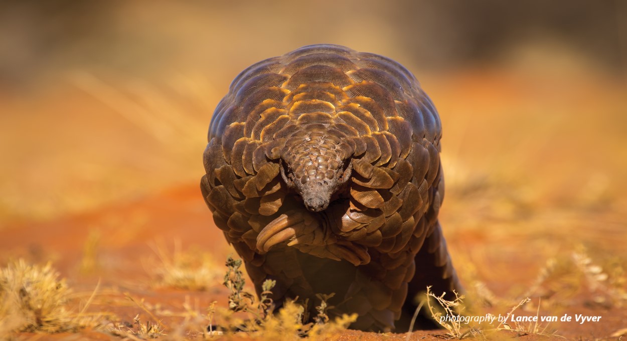 Close-up photo of pangolin