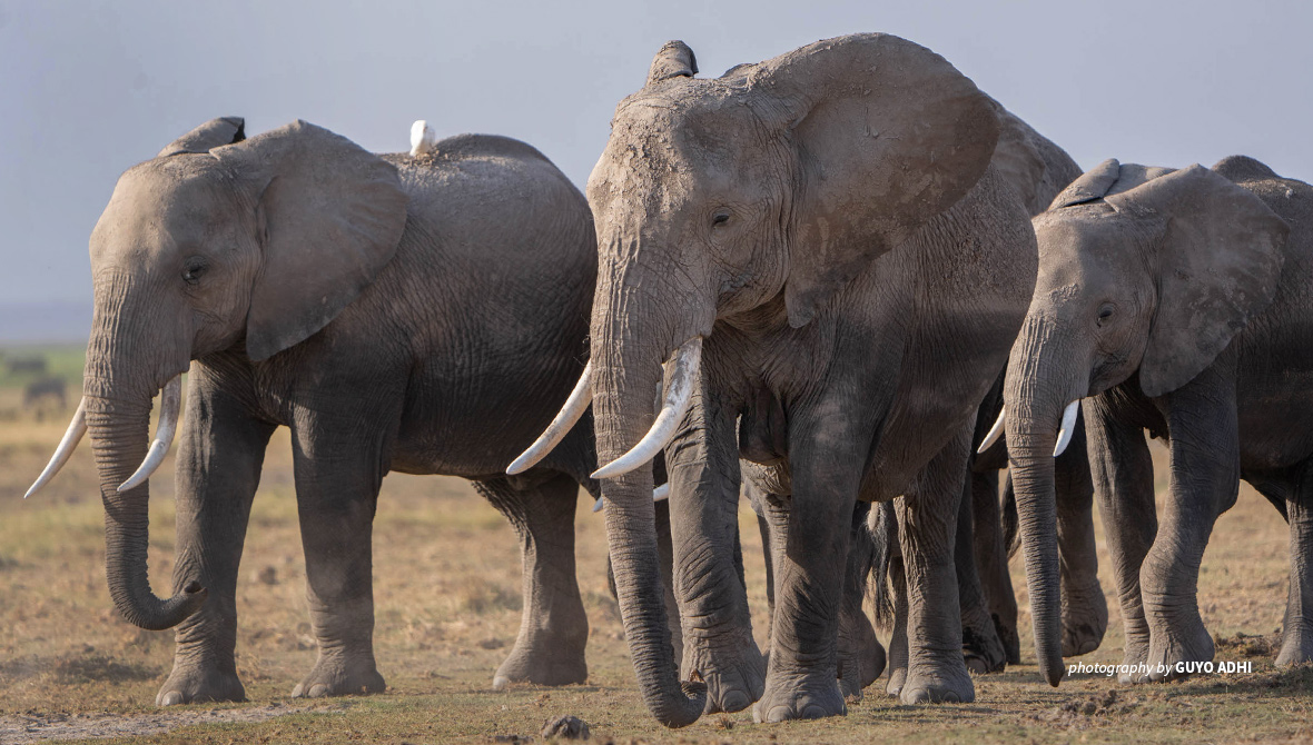 Photo of elephants in Amboseli