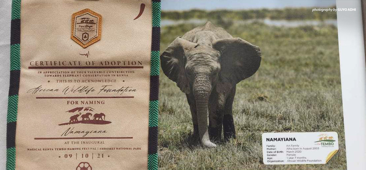 Photo of adoption certificate and portrait of adopted baby elephant