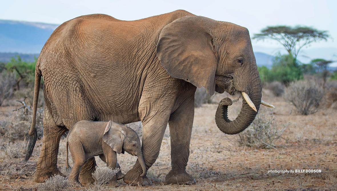 Photo of adult elephant with baby elephant