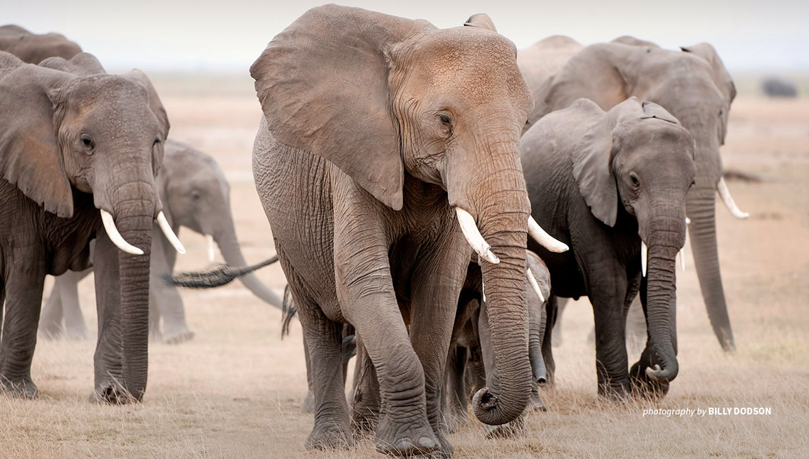 Photo of herd of elephants walking