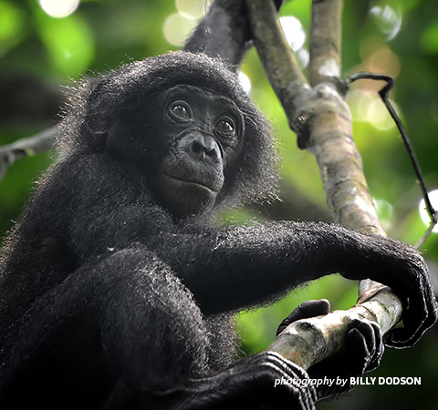 Photo of young bonobo in tree
