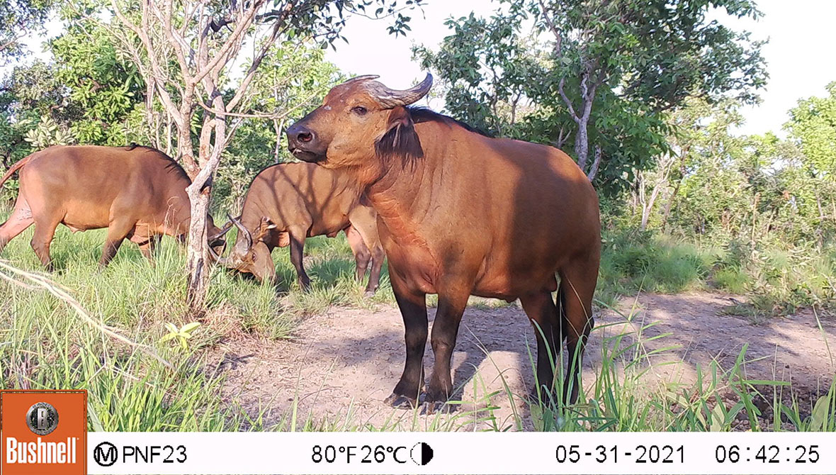 Camera trap image of buffalo in Faro National Park