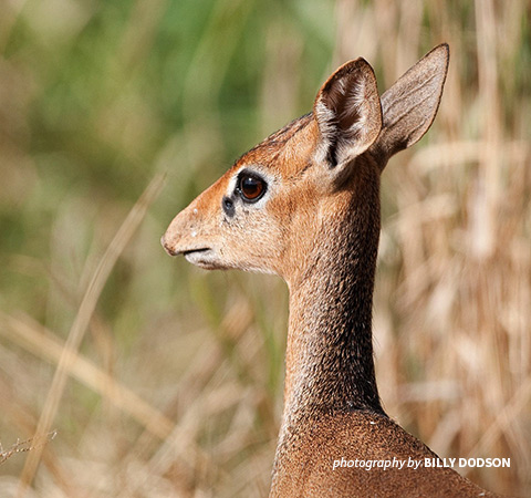 Close-up of photo of dik-dik