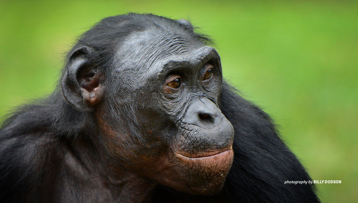 Close-up photo of bonobo