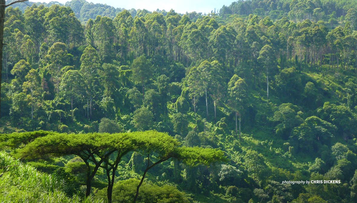 Photo of forested Imatong Mountains in South Sudan