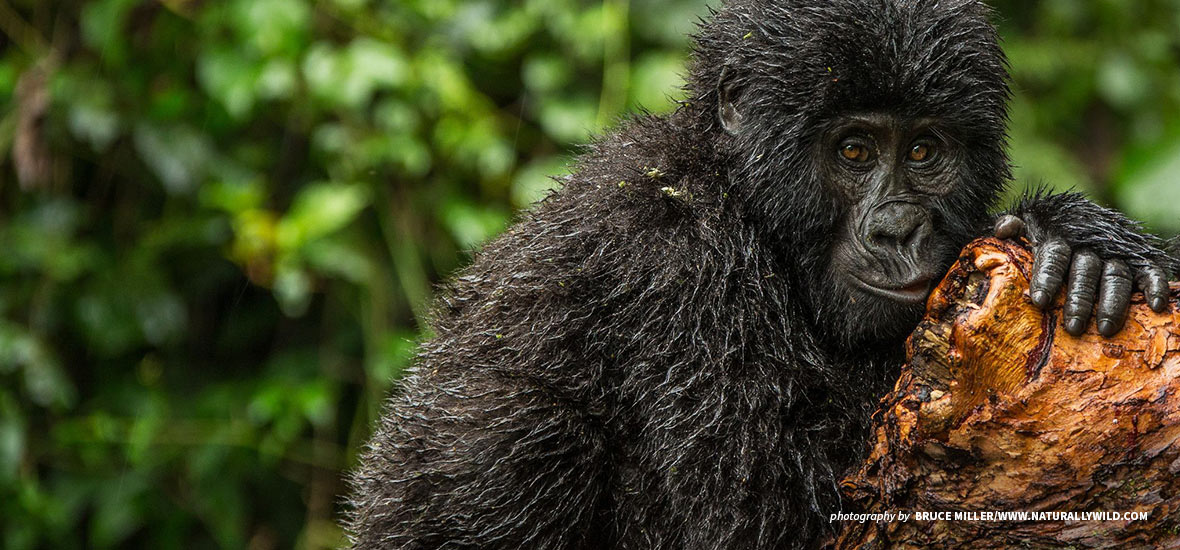 Photo of young mountain gorilla resting on tree