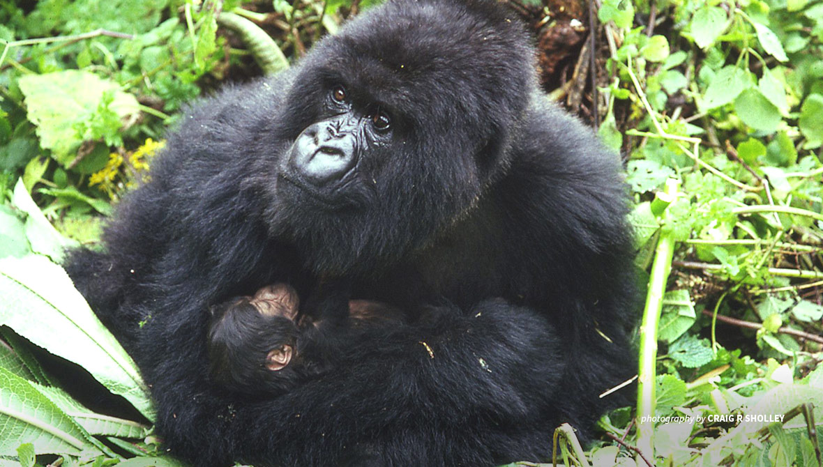 Photo of mountain gorilla and infant