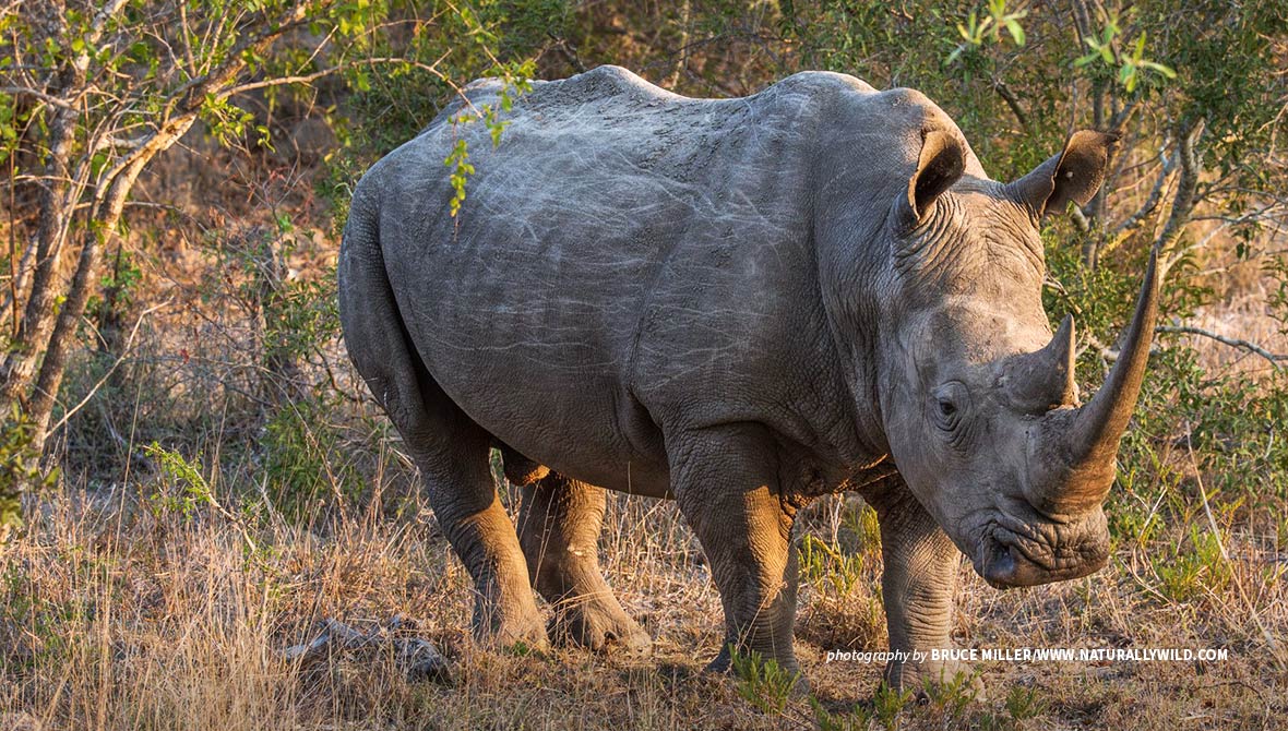 Photo of white rhino