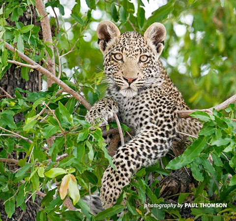 Photo of young leopard on tree