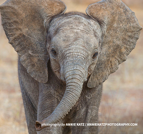 Close-up of baby elephant