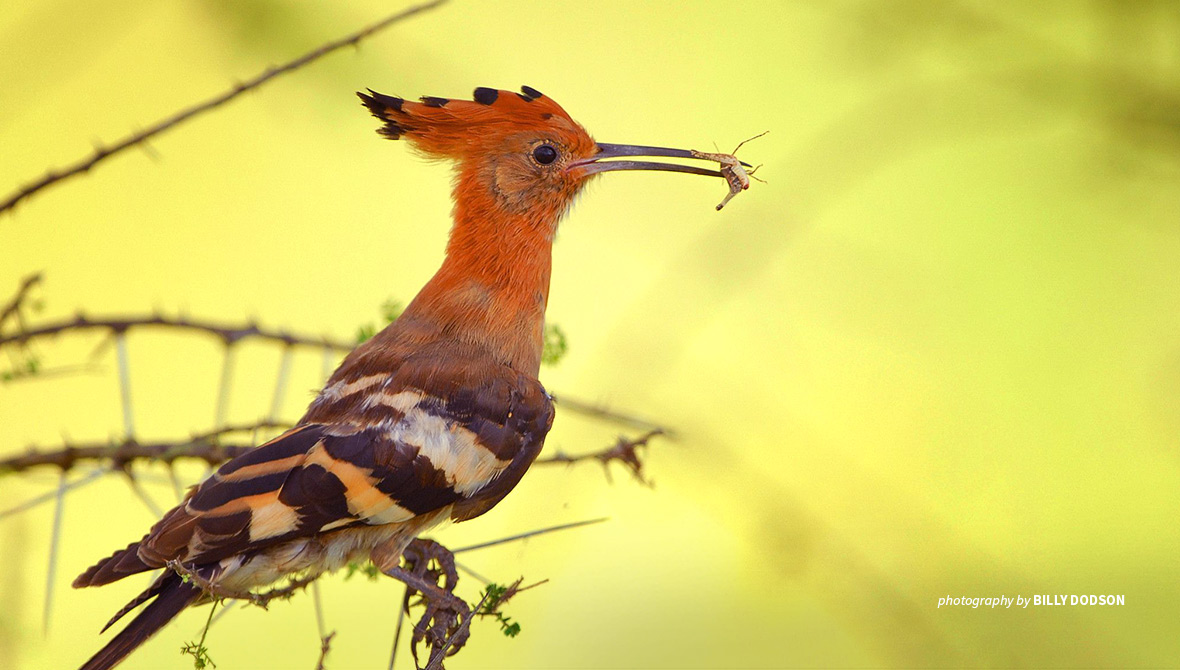 Crowned Eurasian hoopoe in Tanzania