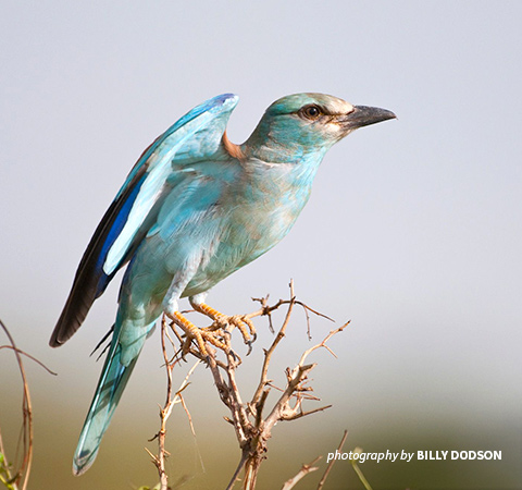 European roller