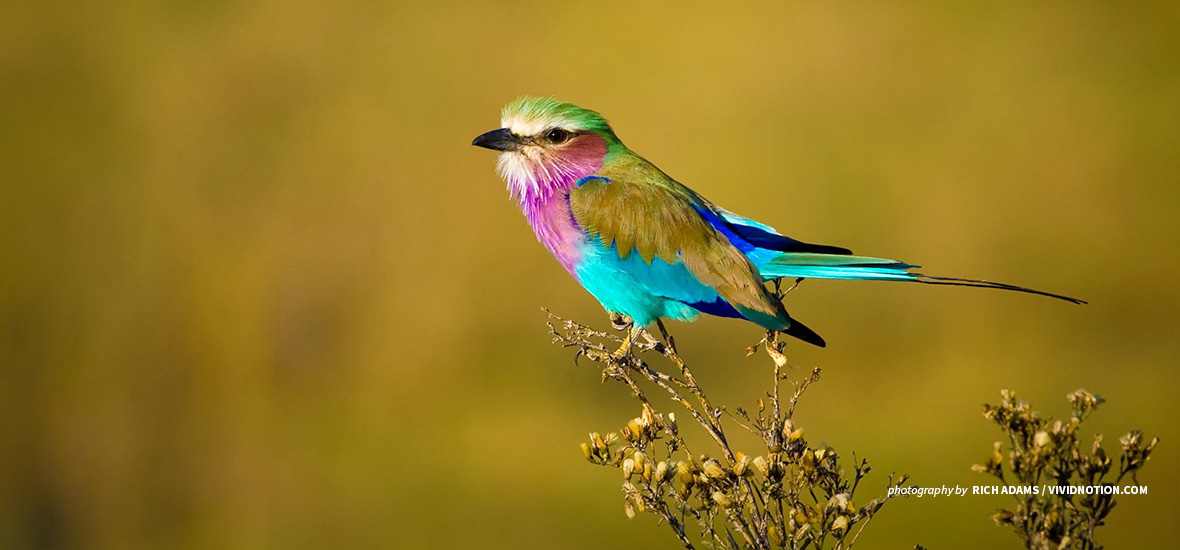 Lilac-breasted roller