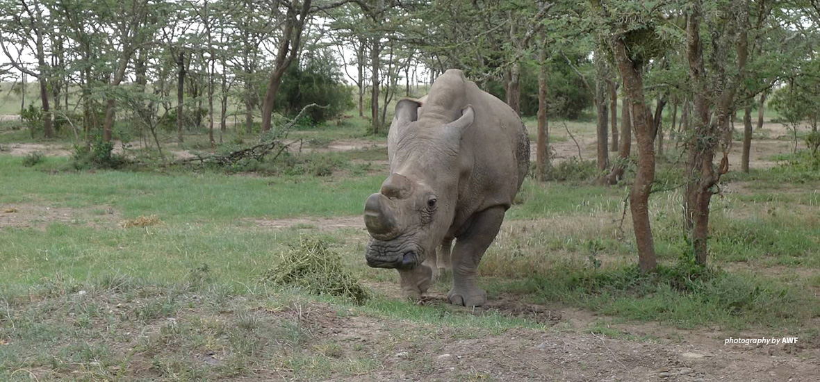 Northern white rhino in Ol Pejeta Conservancy