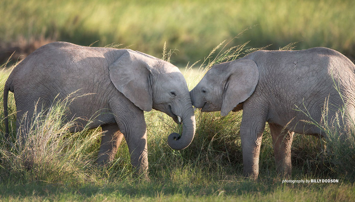 Photo of young African bush elephants