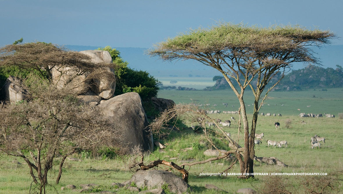 Photo of African wildlife grazing in African savanna landscape