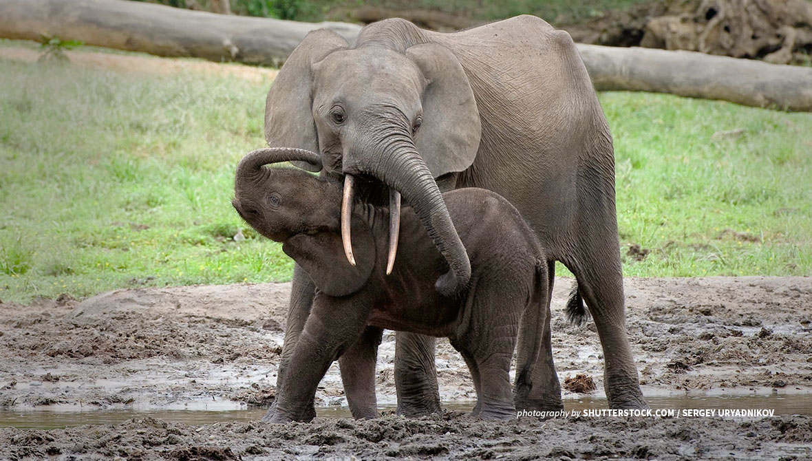 Forest elephant and baby elephant in DRC