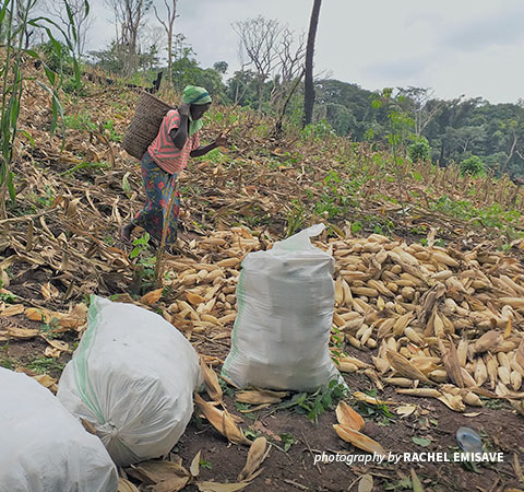 Maize harvest in DRC