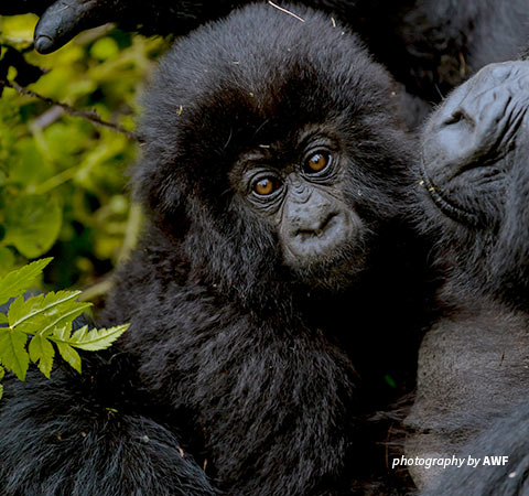 Baby mountain gorilla in Rwanda