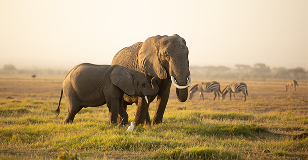 Kenya 2023 Safari