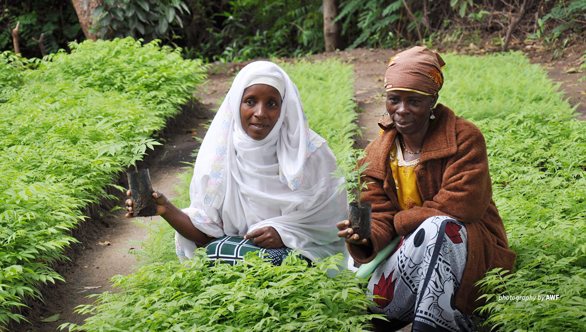 Farmers in Tanzania at nursery