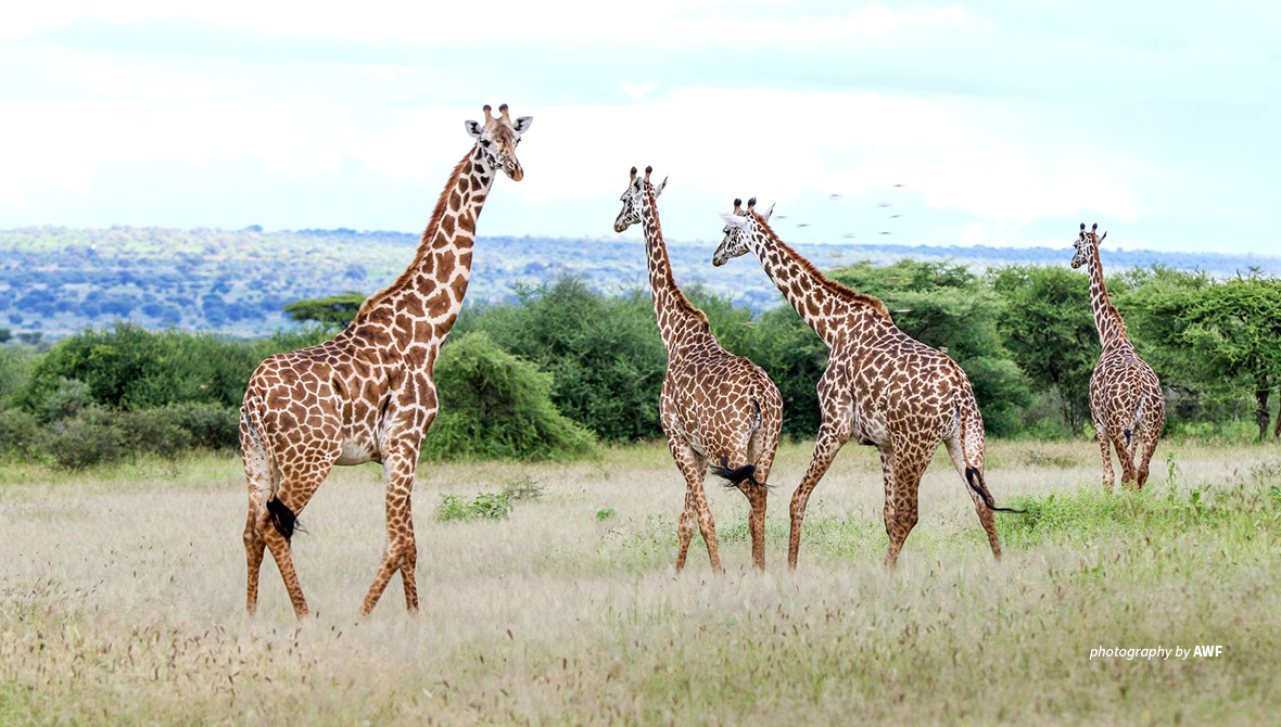 Giraffes in Manyara Ranch