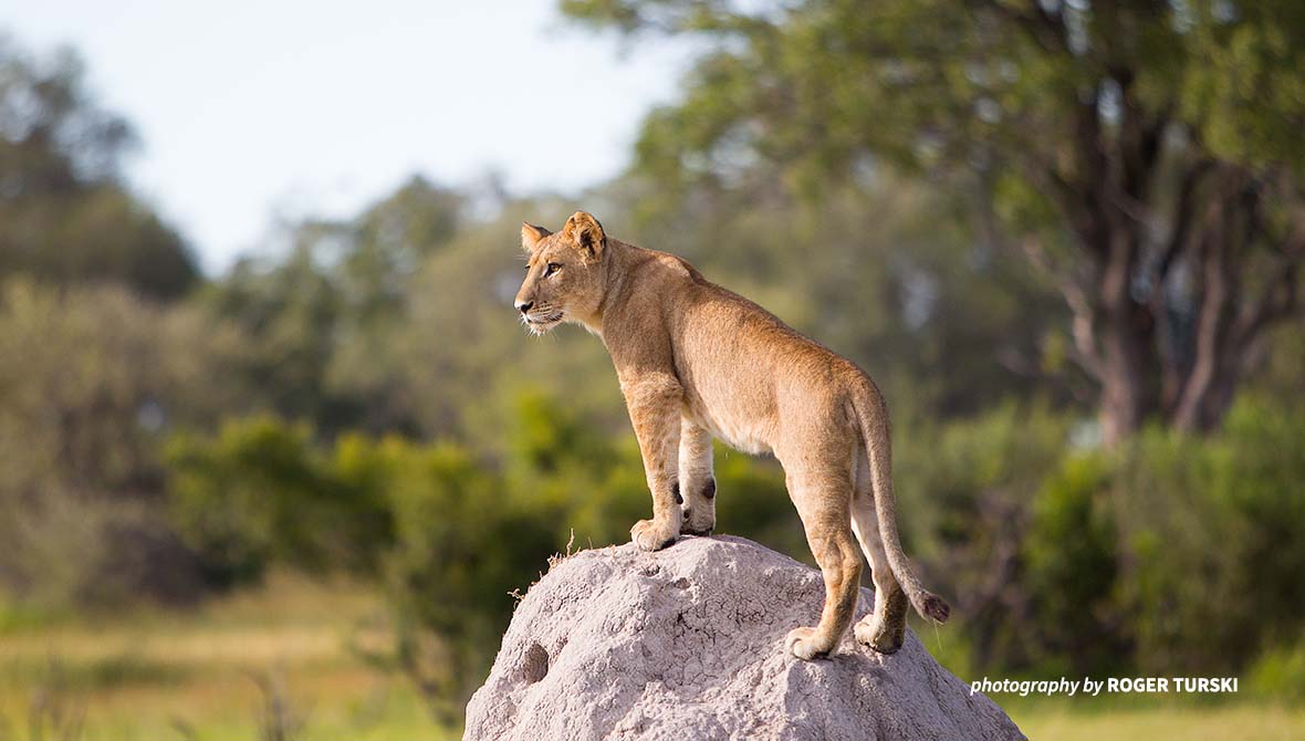 A lion standing on a rock