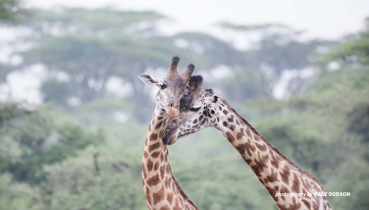 Two giraffes.