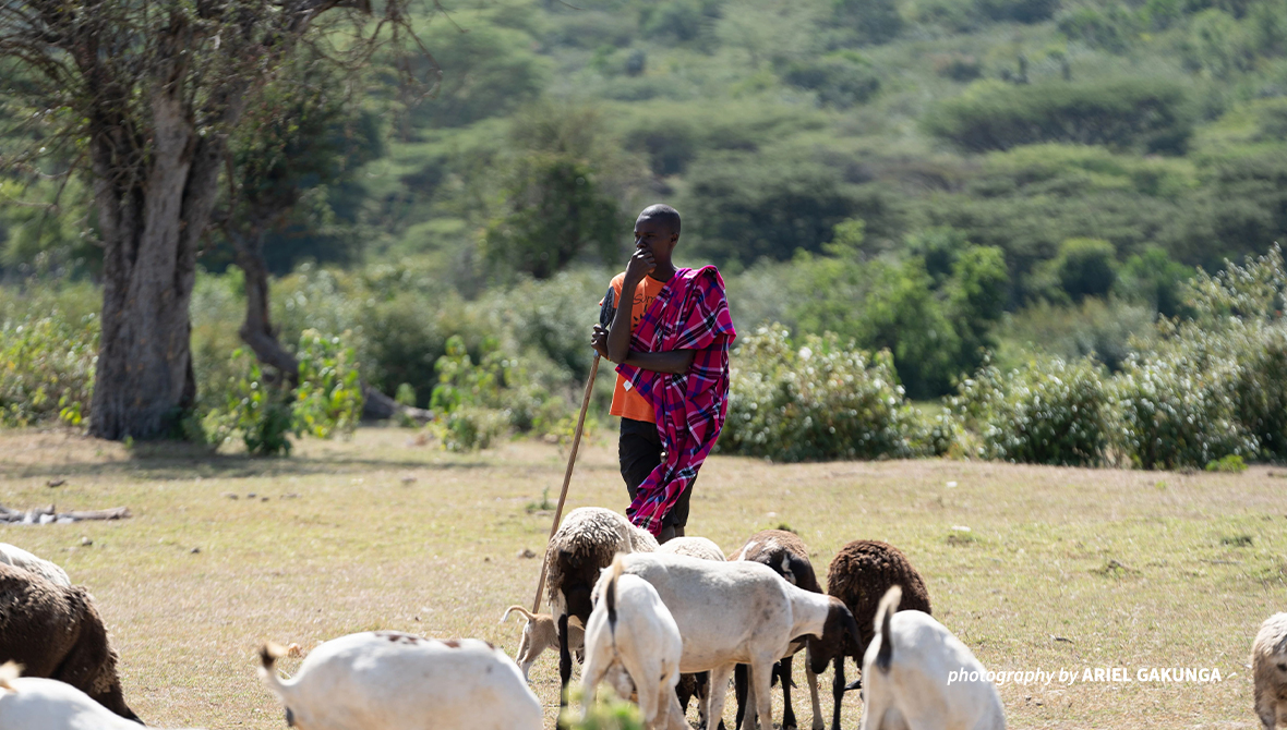 Farmer with livestock.