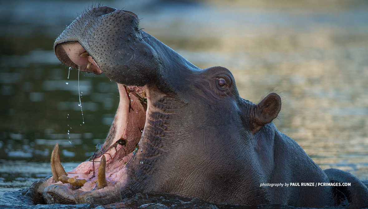 World Hippo Day 2023